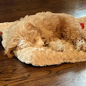 Meet your Posher, Haley